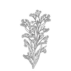 Botanical Line art bouquet of wildflowers isolated on white background. Hand drawn black and white outline plant and flowers vector illustration. Graphic design for Print Brand Wedding invitation Card