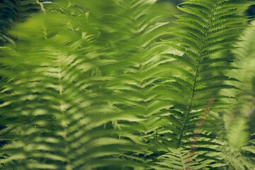 Selective focus on a close-up of a green fern against a forest background. Dense green vegetation. There is a place to copy. High quality photo