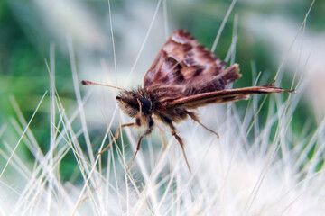 Captivating Macro Photography of a Meadow Brown Butterfly