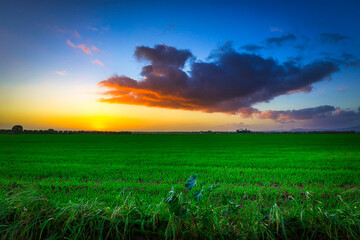Obraz premium Sunset with dramatic skies on a green field in the plains of old farm of Cardiga - Ribatejo - Portugal
