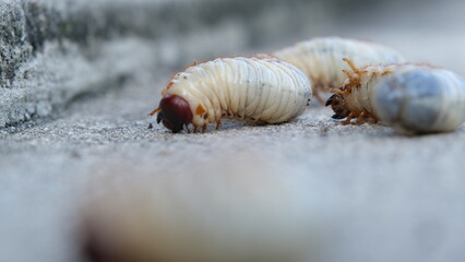 Selective focus grub worms beetle on the ground, Larvae close up.