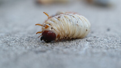 Selective focus grub worms beetle on the ground, Larvae close up.