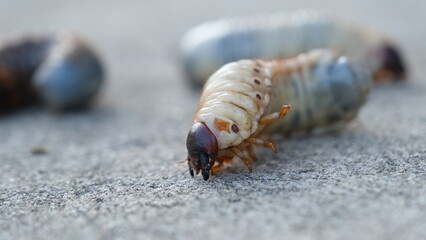 Selective focus grub worms beetle on the ground, Larvae close up.