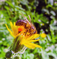 Macro Photography of Bee on Yellow Dandelion Flower
