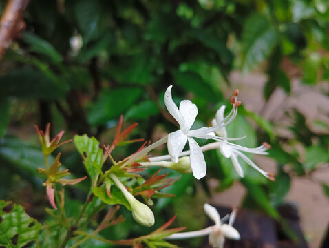 keji beling flower or Strobilanthes crispus, white with raindrops