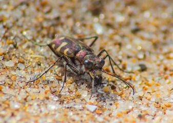 Vibrant Hunters: Tiger Beetles in Macro Photography