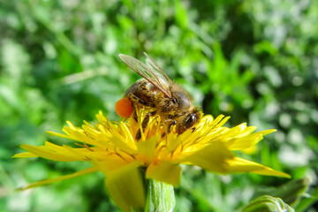 Macro Photography of Bee on Yellow Dandelion Flower