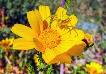 Thomisus onustus: Spider Camouflaged on a Yellow Flower