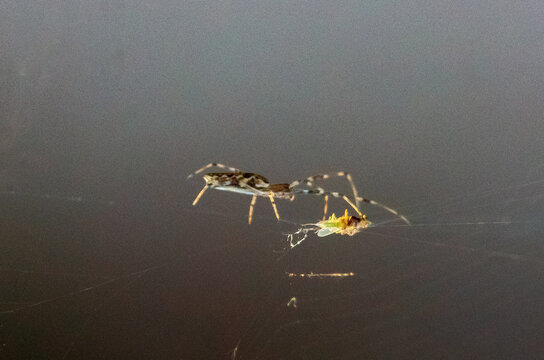 Scytodes globula Spider: Nature's Stealthy Hunter