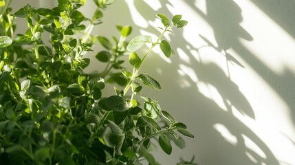 Sunlit oregano plant, indoor windowsill, shadows, fresh herb, cooking