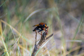 Asilus: A Fascinating Insect Perched on a Branch in Nature