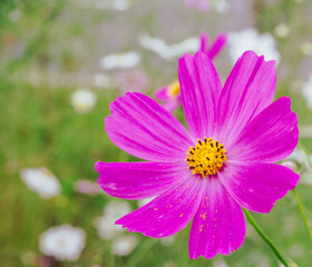 こすもすの花14