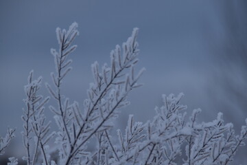 These plants in nature are frozen and covered with snow in winter day. You can see also the cloudy sky in the picture.