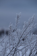 These plants in nature are frozen and covered with snow in winter day. You can see also the cloudy sky in the picture.