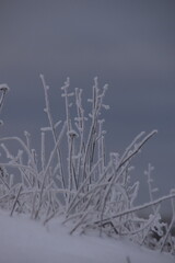 These plants in nature are frozen and covered with snow in winter day. You can see also the cloudy sky in the picture.