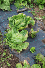 Cespi di Insalata Iceberg nell'orto Lactuga sativa