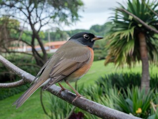 Close-Up of a Robin Perched on a Branch in a Lush Green Landscape