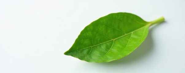 Obraz premium Intact green cocoa leaf, smooth surface, against pure white, photo, leaf