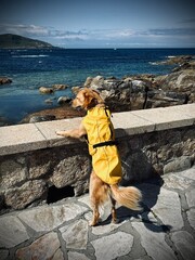 Perro con chubasquero amarillo contemplando el mar.