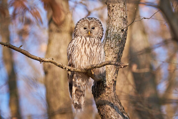 Ural owl sitting on a branch in natural habitat (Strix uralensis). Nocturnal Owl