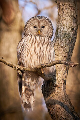 Ural owl sitting on a branch in natural habitat (Strix uralensis). Nocturnal Owl