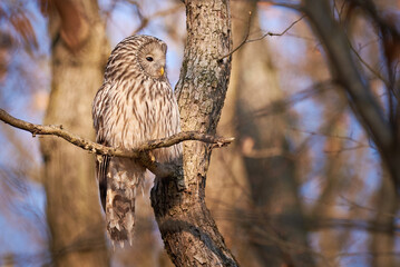Ural owl sitting on a branch in natural habitat (Strix uralensis). Nocturnal Owl