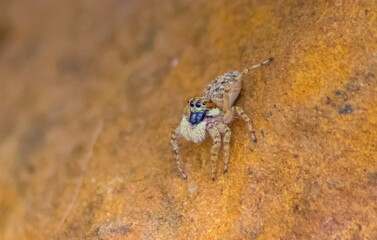 Jumping Spider on the rock in the nature or in the garden. Macro photo