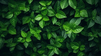 Fototapeta premium Lush green leaves create a vibrant background in a natural environment during daytime