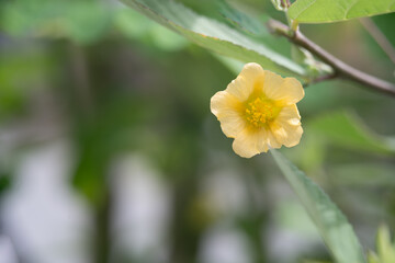 Sida acuta, the common wireweed, is a plant in the mallow family, Malvaceae. It is considered to be weed in some areas