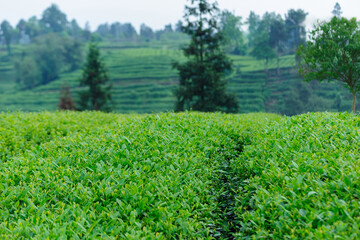 Green tea trees in spring mountains
