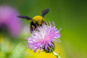 Bumblebee Buzz: Capturing Insects on Flowers through Macro Photography