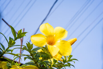 A super macro shot of a yellow flower against a blue sky. Wallpaper, background decoration