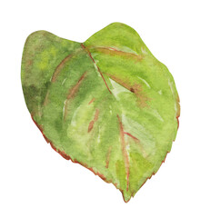 Naklejka premium Green rose leaf hand painted with watercolor. Hand drawn illustration of rose leaf. Decor for weddings, birthdays, children's parties, seasonal celebrations.