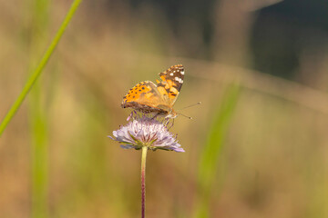 Butterfly on a flower in the meadow. Selective focus. Macro photo