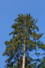 Nadelbaum, Baumkrone, Blauer Himmel, Deutschland