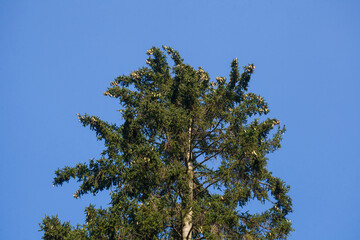 Nadelbaum, Baumkrone, Blauer Himmel, Deutschland