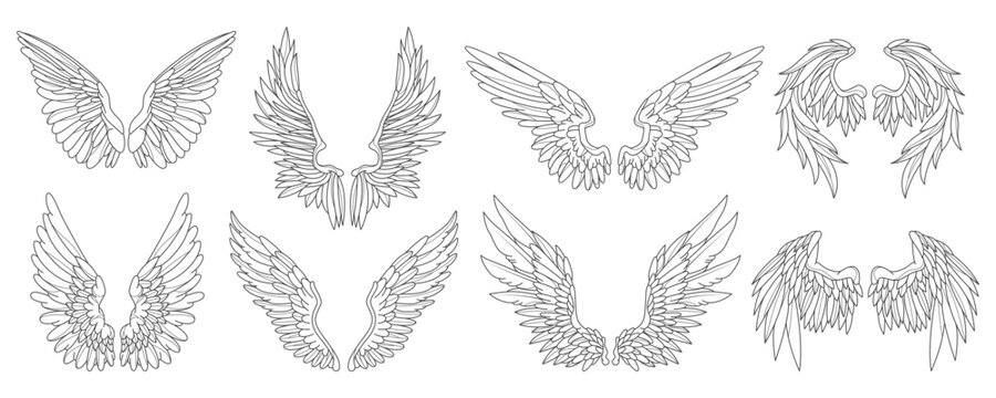 Set of angel or bird wing. Vector feather contour. Medieval or heraldic emblem. Sign for heaven or celestial, divine and spiritual tattoo. Mascot for flight and freedom. Phoenix or eagle, hawk outline