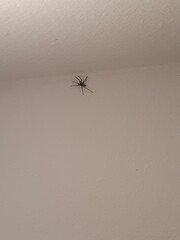 a big fat spider on a wall