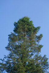 Nadelbaum, Baumkrone, Blauer Himmel, Deutschland