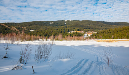 Snow landscape with birch and spruce trees in the eastern Carpathian Mountains near Harghita-Băi (Hungarian: Hargitaf&uuml;rdő), Romania