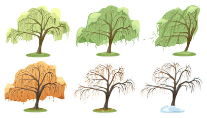Fototapeta premium Set of vector willow tree types or plant variety. Collection of nature foliage with drooping branch. Forest or wood, autumn wetland. Ecology and environment, botanical life symbol. Biology and botany.