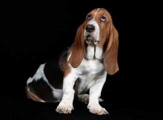 junge Basset Hündin, 16 Wochen alt, vor schwarzem Hintergrund