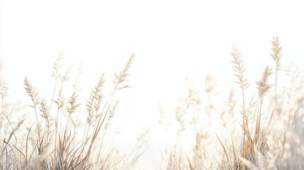 Fototapeta premium Golden grass field, sunrise, minimalist, website banner
