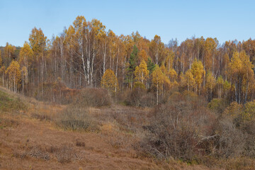 Fototapeta premium Golden autumn in the Izborsk-Malskaya Valley. Pskov region. Russia