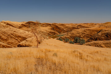 huge sand dunes in the Namib Desert with trees in the foreground of Namibia