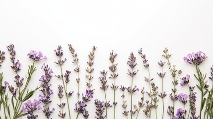 Naklejka premium Lavender Flowers on White