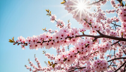 Obraz premium Blooming apple tree branches against clear blue sky, spring beauty
