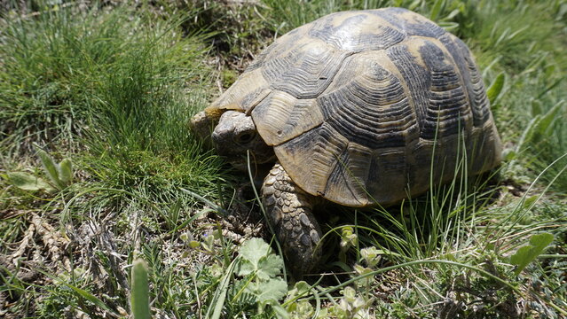 Tortoise walking through lush green grass, showcasing its detailed shell pattern and sturdy legs.