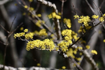 庭のサンシュユ