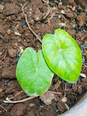 green plant in the ground